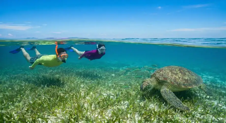 Green sea turtle swimming near a snorkeling group F-Lina Water Villa Resort