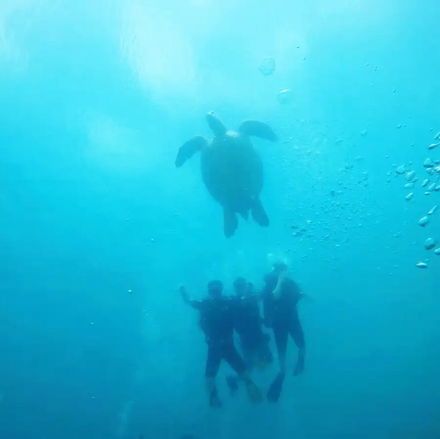 Divers and a sea turtle at the famous Sipadan Island F-Lina Water Villa Resort